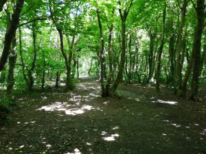 st austell hopeful path