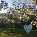 two white wicker hearts handing from a blossom tree against a blue sky