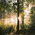 sunlight shining through forest