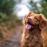 brown dog with tongue out in woods looking intently